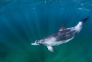 bottlenose dolphin