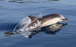 common dolphin