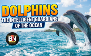 dolphins the intelligent guardians of the ocean