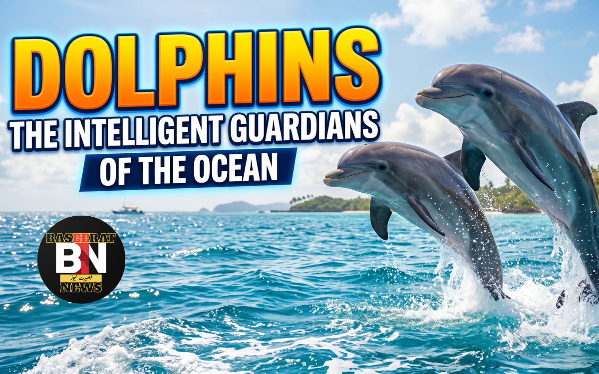 dolphins the intelligent guardians of the ocean
