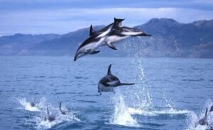 dusky dolphin