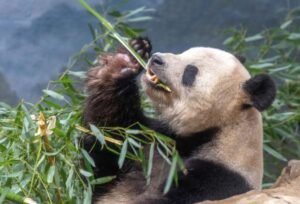 giant panda