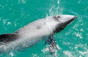 hector,s dolphin