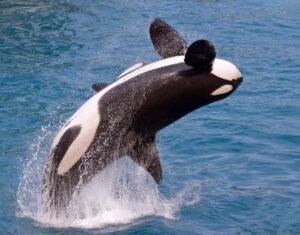 orca or killer whale