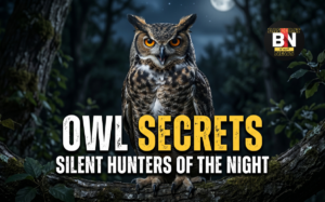 owl secrets silent hunters of the night