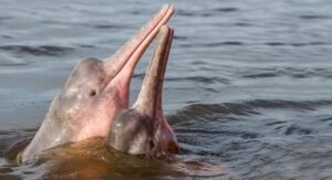 pink river dolphin