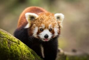 red panda