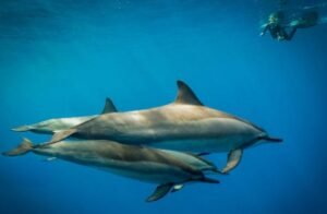 spinner dolphin