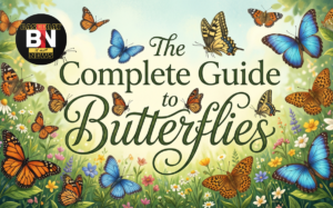 The complete guide to Butterflies