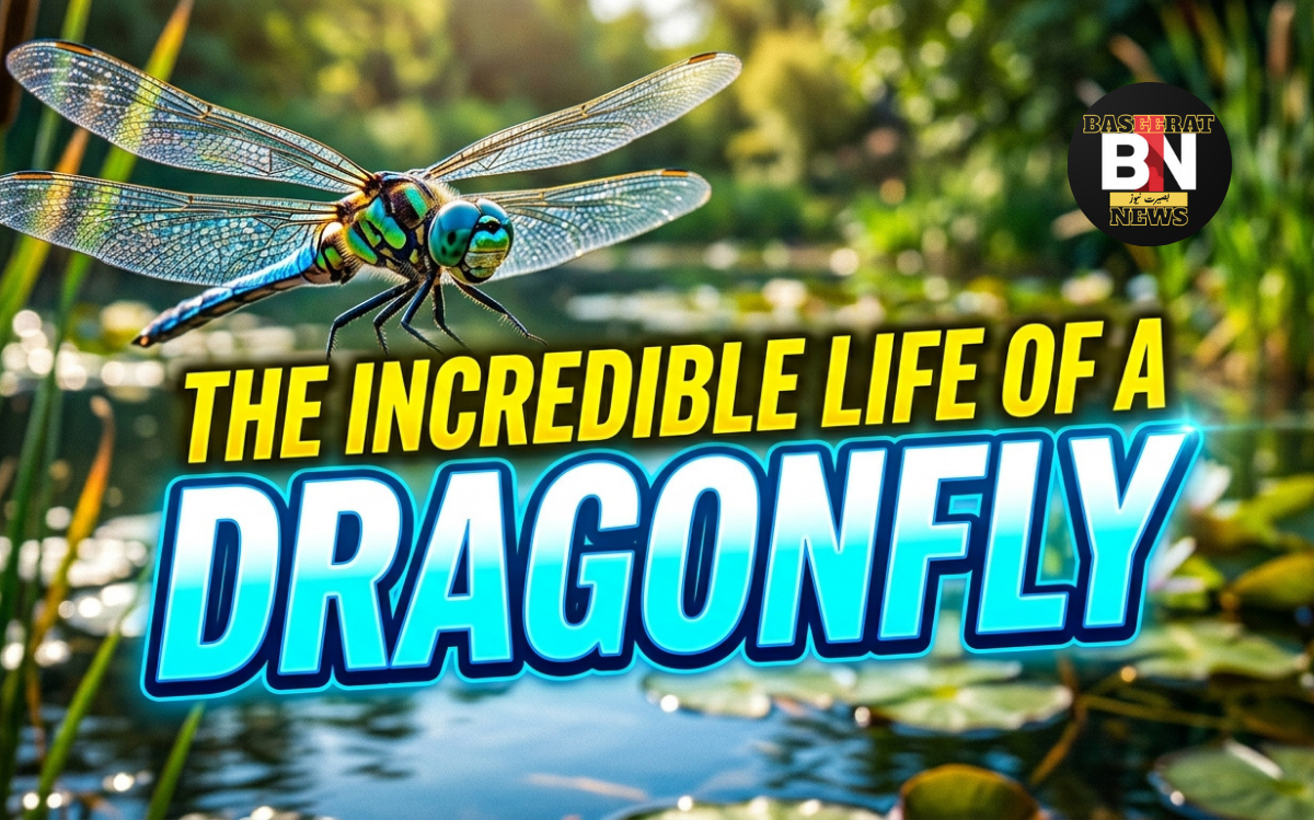 the incredible life of a dragonfly