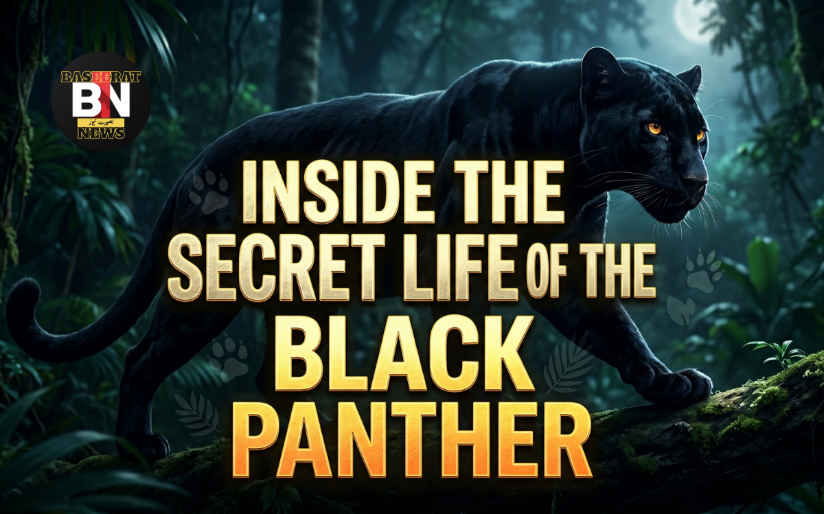 inside the secret life of the black panther