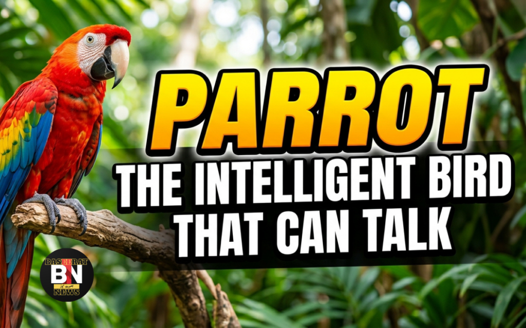 Parrot The Intelligent Bird That Can Talk