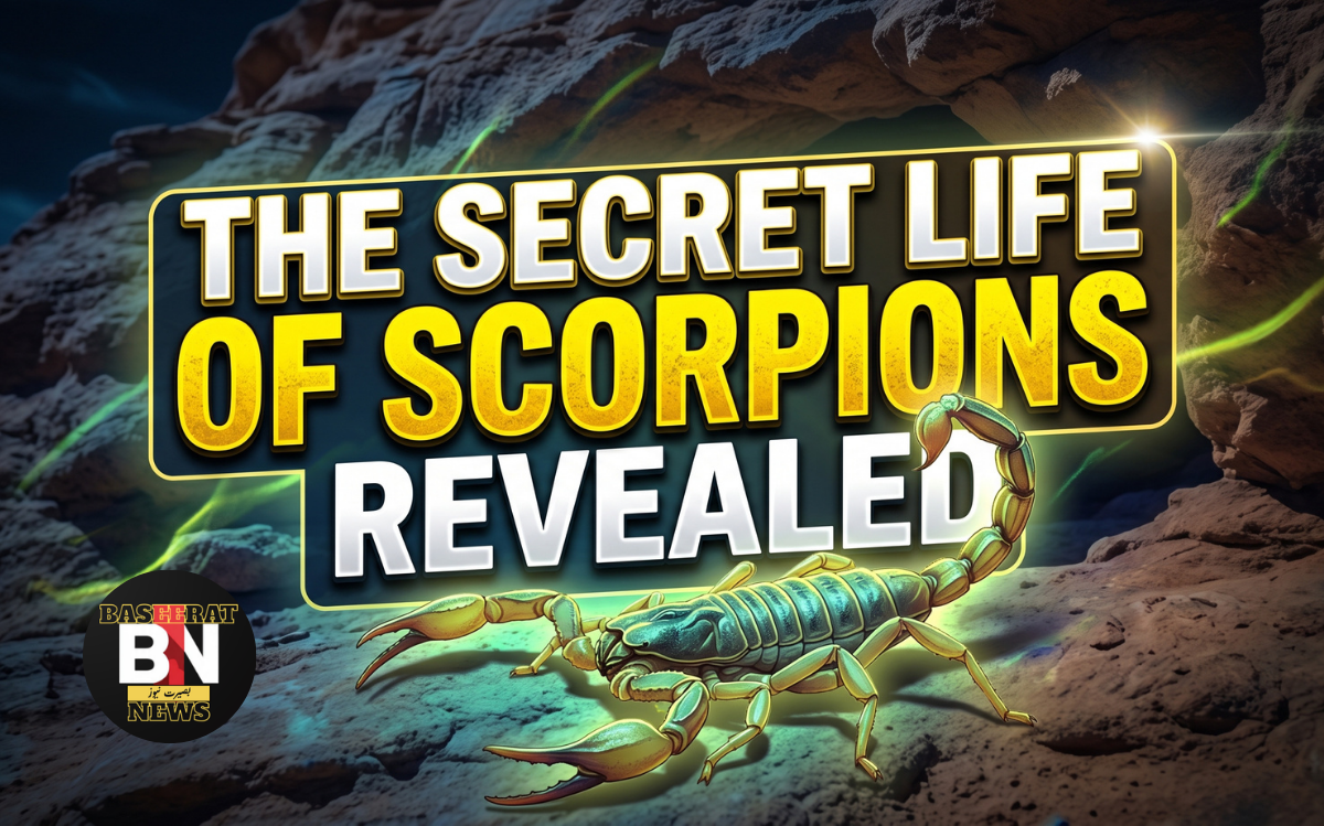 the secret life of scorpions revealed