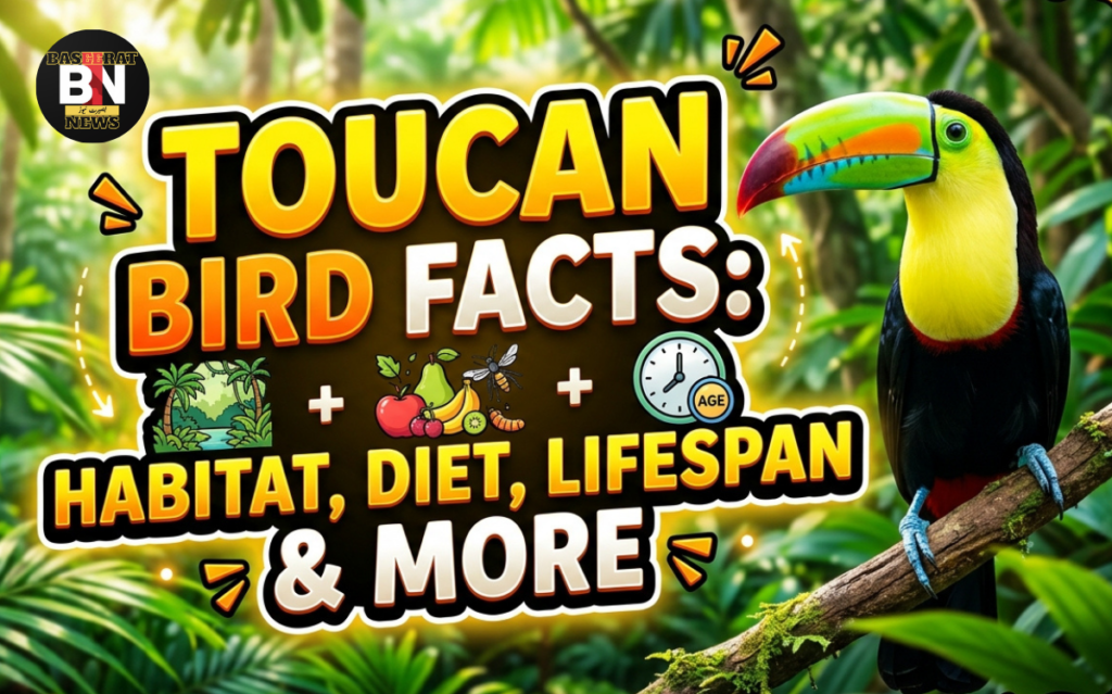 Toucan Bird Facts Habitat, Diet, Lifespan and More